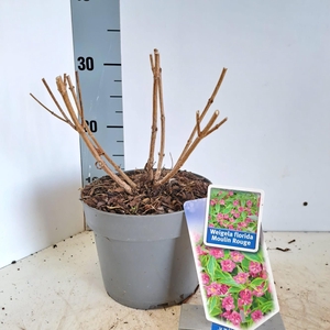 Weigela florida 'Brigela' PBR