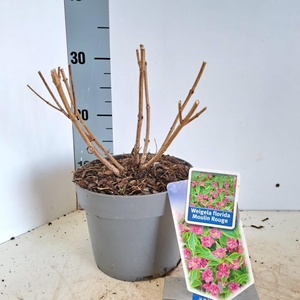 Weigela florida 'Brigela' PBR