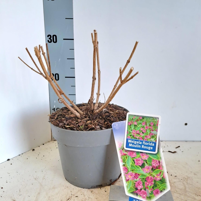 Weigela florida 'Brigela' PBR