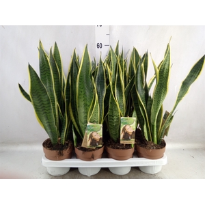 Sansevieria trifa. 'Laurentii'