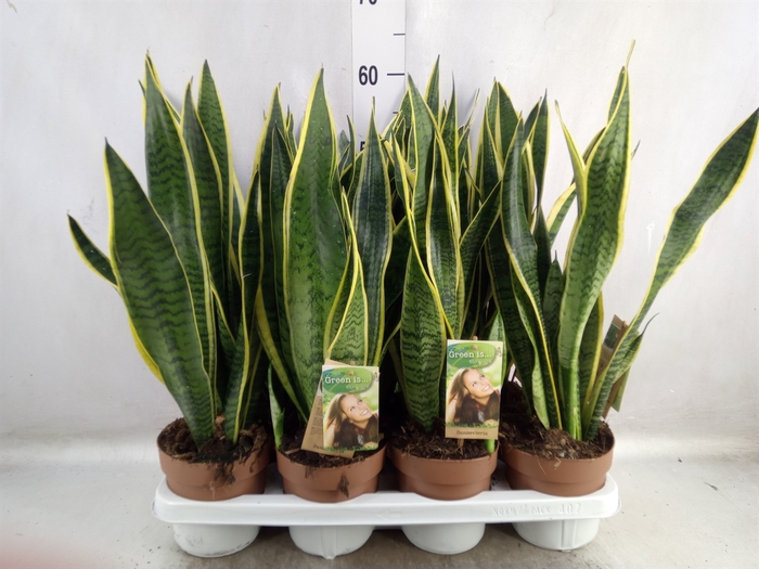 <h4>Sansevieria trifa. 'Laurentii'</h4>