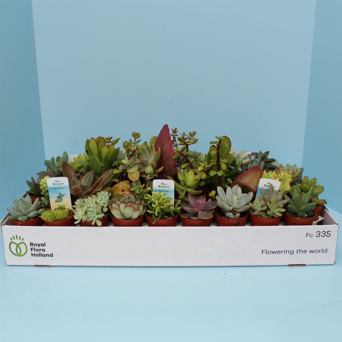 <h4>Bio Succulenten Mix P5 X45</h4>