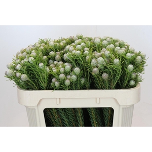 Leucadendron Ayoba Jade Pearl Spray