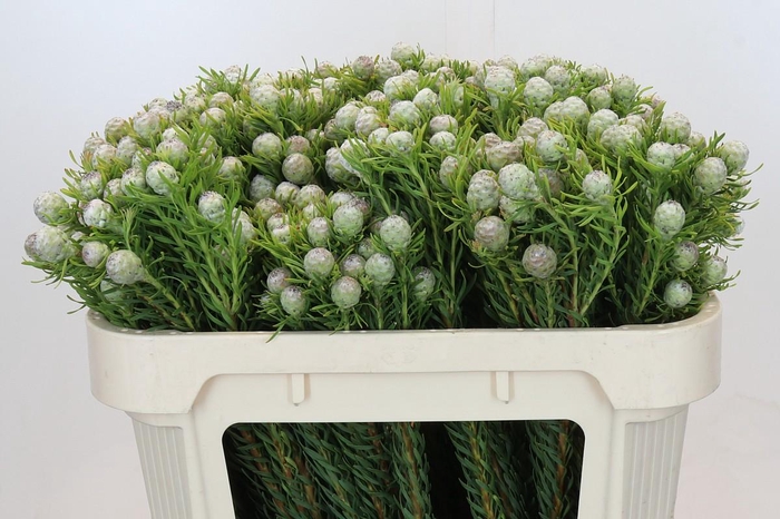 <h4>Leucadendron Ayoba Jade Pearl Spray</h4>