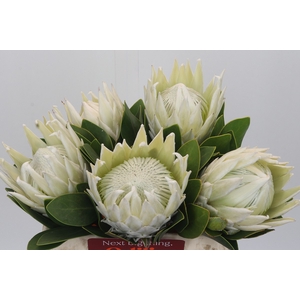 Protea Cyn. Ayoba Arctic Ice