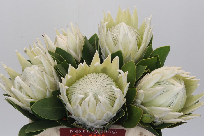 <h4>Protea Cyn. Ayoba Arctic Ice</h4>