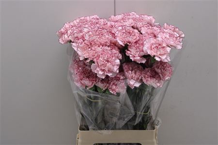 <h4>Di St Mariposa</h4>