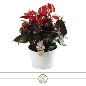 Anthurium Andreanum rood Schaal Napoli, Red Coral Champion