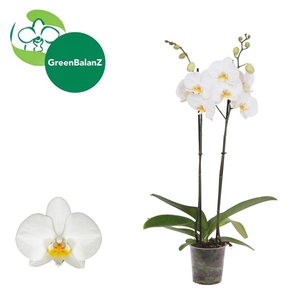 ColorZ - Phalaenopsis Wit 2 tak