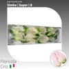 Anthurium Simba | Super