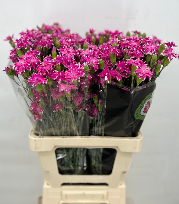 <h4>Dianthus Sp Tessino Fruity</h4>