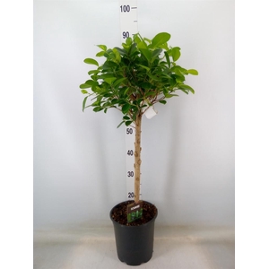 Ficus microcarpa 'Moclame'