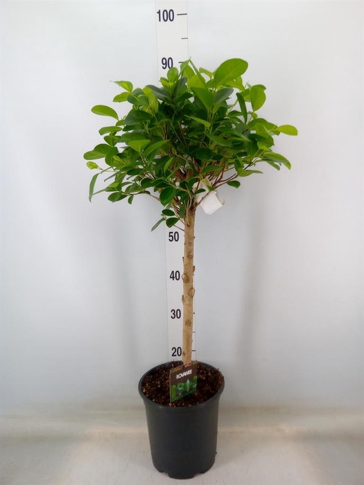 <h4>Ficus microcarpa 'Moclame'</h4>
