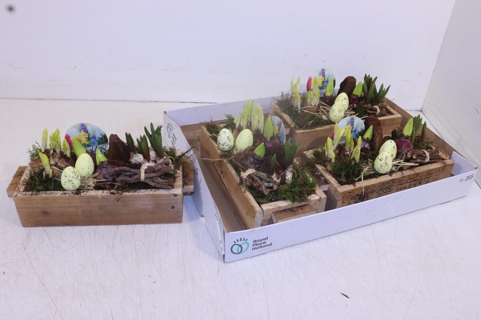 <h4>ARR BOL KNOLGEWAS</h4>