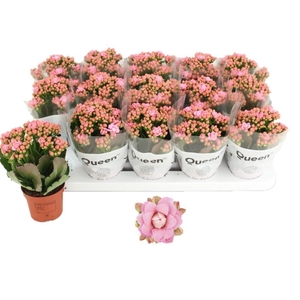 KALAN CALAN LUIJK LILLIAN P9