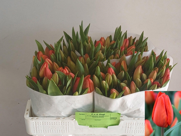 <h4>TU EN LALIBELA</h4>