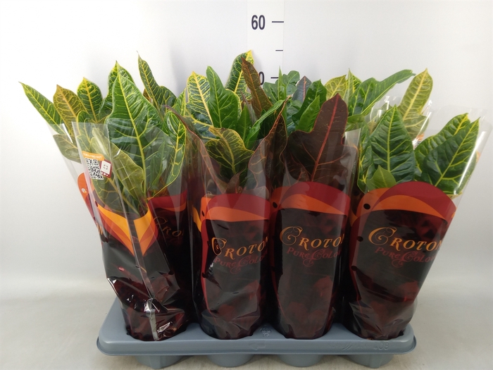 <h4>Codiaeum var. GR 'Excellent'</h4>