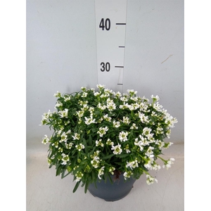 Iberis semp. 'Fischbeck'