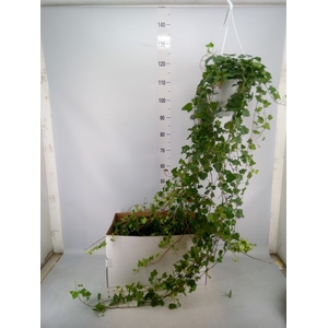 Hedera helix 'Wonder'