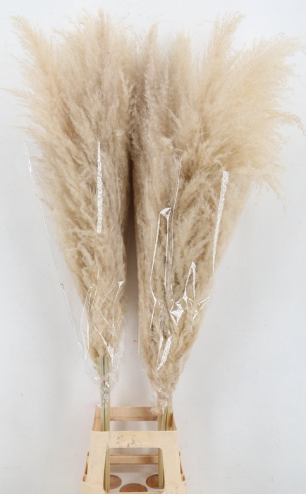 <h4>DROOGBL BEWERKT H%</h4>