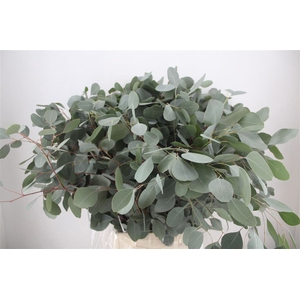 Euca Populus 300gr P Bunch