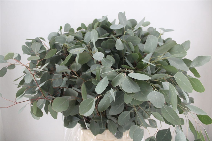<h4>Euca Populus 300gr P Bunch</h4>