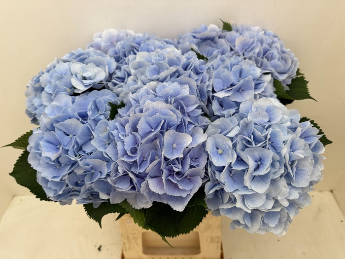 <h4>HYDR M CH VERENA BL</h4>