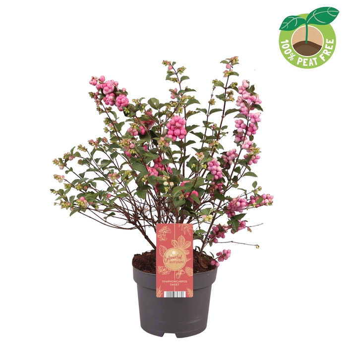 <h4>Symphoricarpos Magical Sweet</h4>