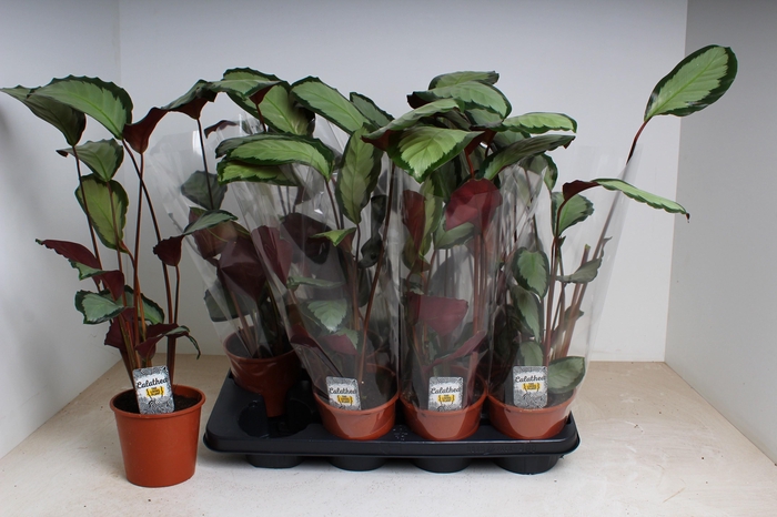 <h4>CALAT PICT ARGENTEA</h4>