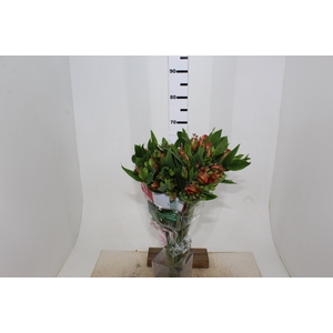 ALSTROEMERIA MOTION 080 CM LARANJA