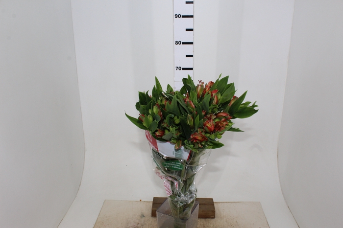 ALSTROEMERIA MOTION 080 CM LARANJA