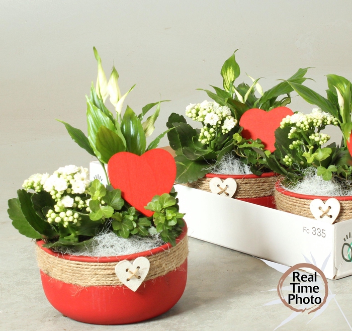 <h4>ARR KAMERPL</h4>