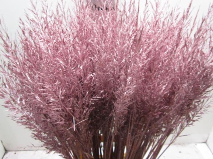 <h4>Calamagrostis Brachy Meta Rood</h4>