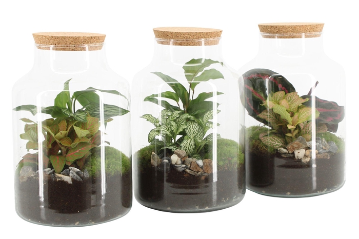 <h4>90590: Terrarium arrangement</h4>