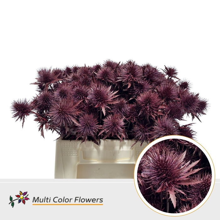 <h4>Eryngium Bordeaux</h4>