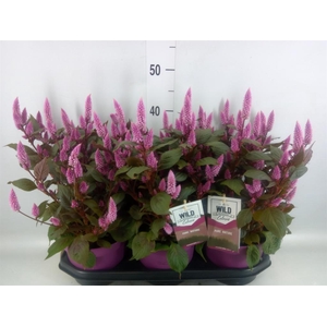 Celosia spic. 'Wild Pink'