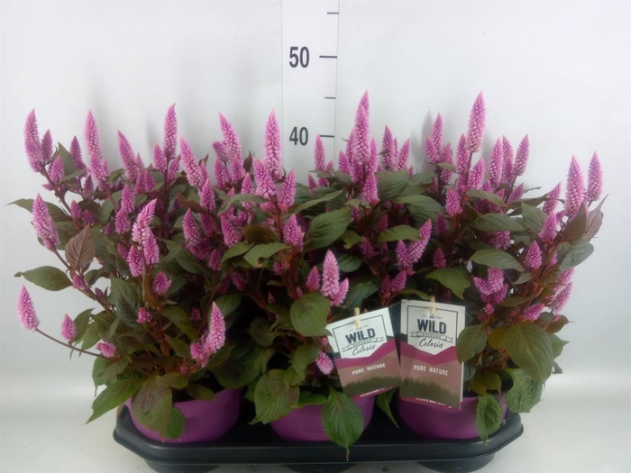 <h4>Celosia spic. 'Wild Pink'</h4>