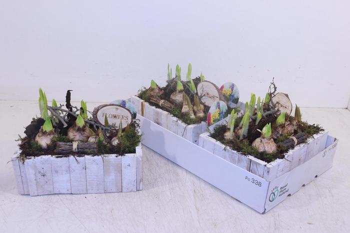 <h4>ARR BOL KNOLGEWAS</h4>