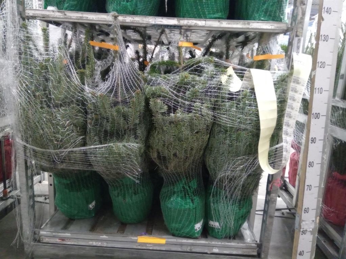 <h4>Abies nordman.</h4>