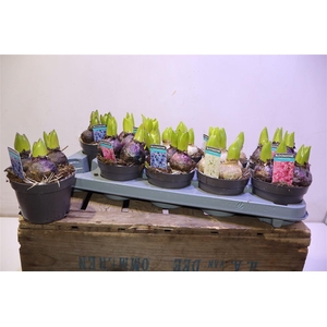 arr8 Hyacin Gem 3 Kl