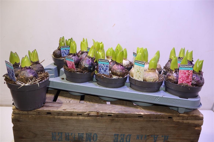 <h4>arr8 Hyacin Gem 3 Kl</h4>