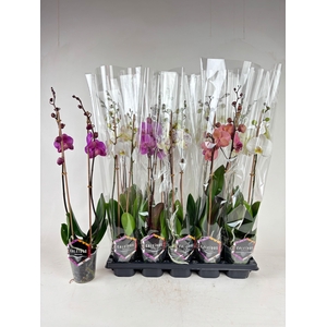 PHAL GEM 4 KL