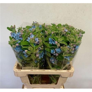 Oxy Co Tan Pure Blu