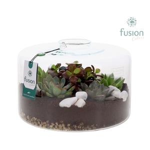 Green Bottle Kyra XLarge met Succulenten