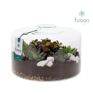 Green Bottle Kyra XLarge met Succulenten