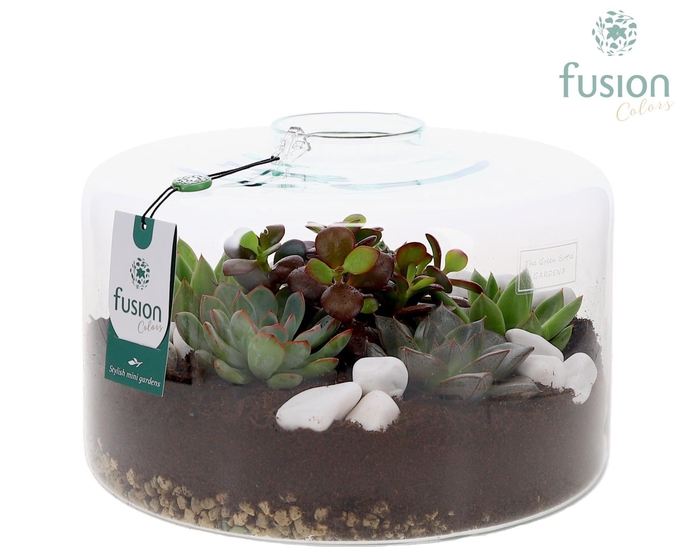 <h4>Green Bottle Kyra XLarge met Succulenten</h4>