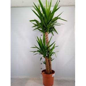 Yucca   ...