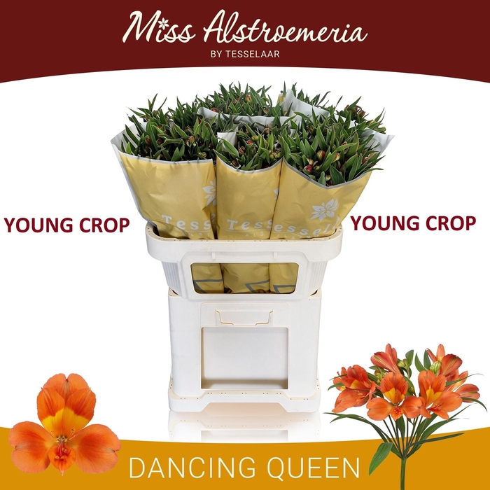 <h4>ALSTR DANCING QUEEN</h4>