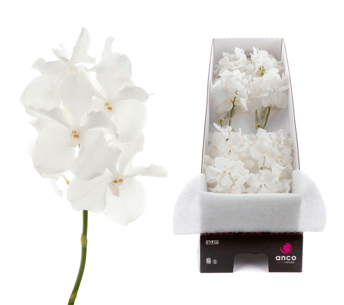 <h4>Vanda Kanchana Ansu No.1 X8</h4>