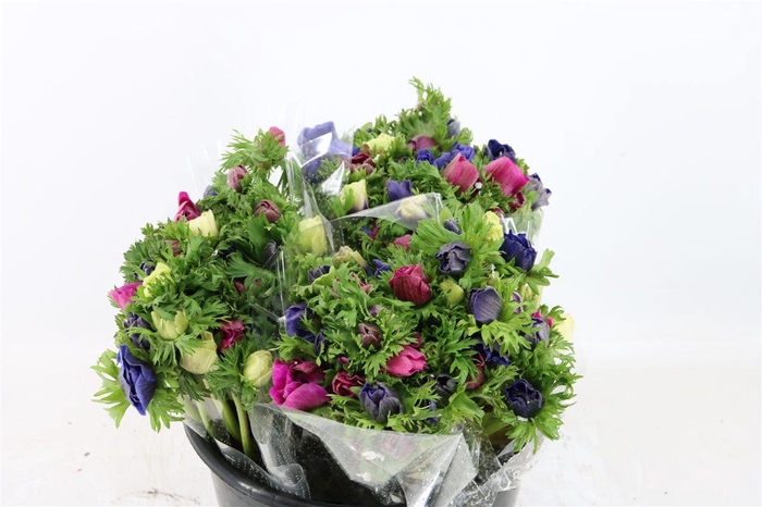 <h4>Anem Marianne Mixed</h4>